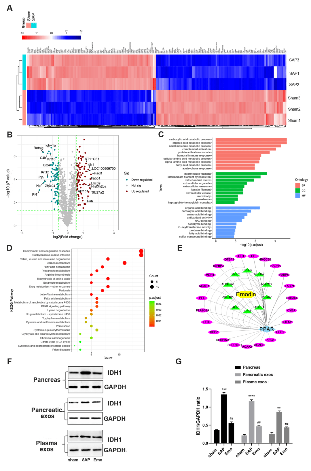 一作精读如何运用蛋白质组学转录组学发一区顶刊