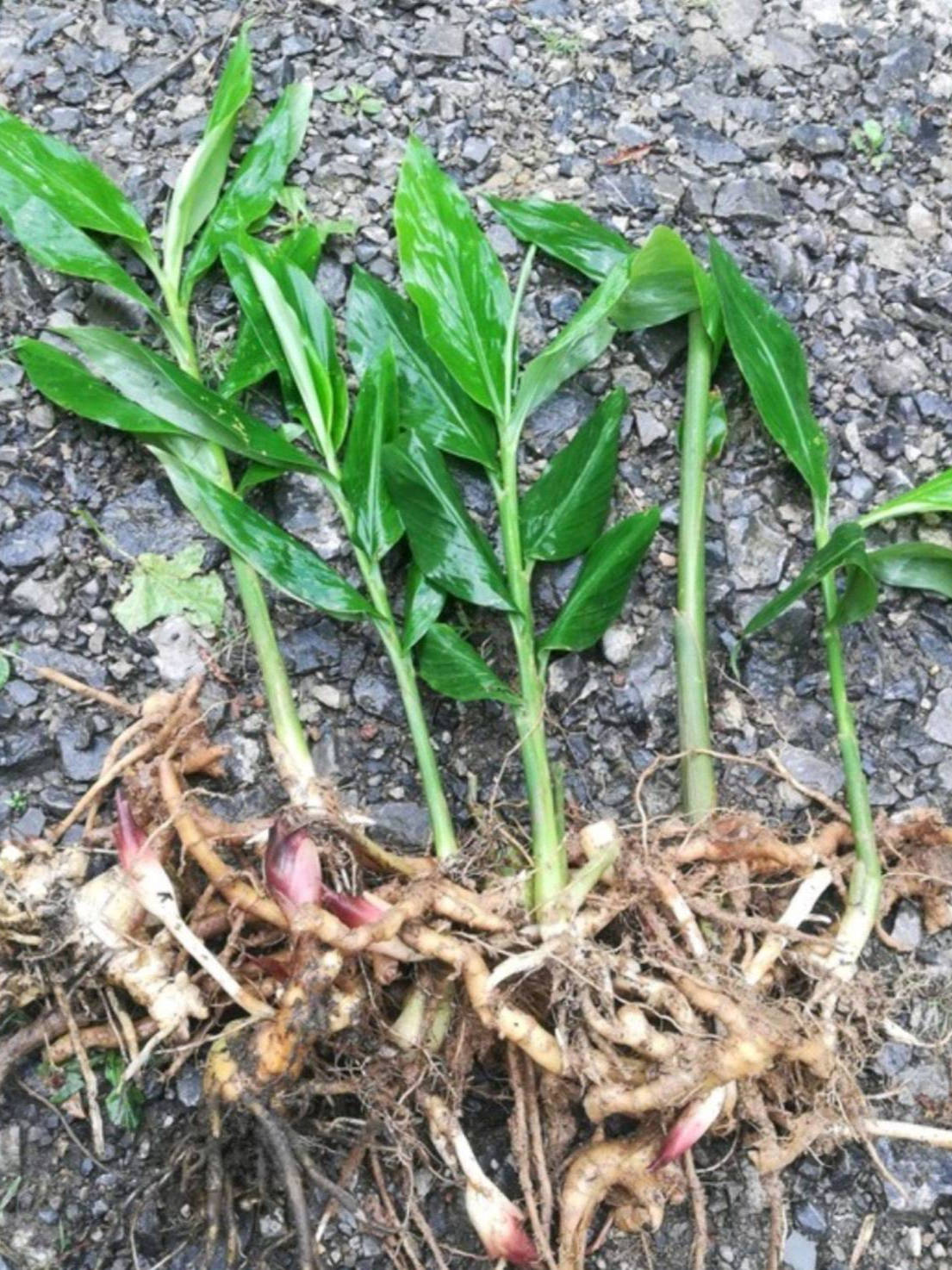 在国内少有人重视在国外被称为亚洲人参价值大请别再铲除