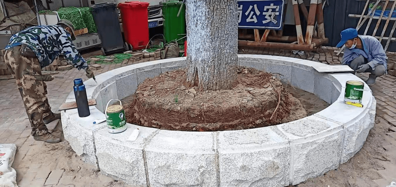 哈尔滨古树名木保护管理再升级100株古树和后续资源设保护性围挡