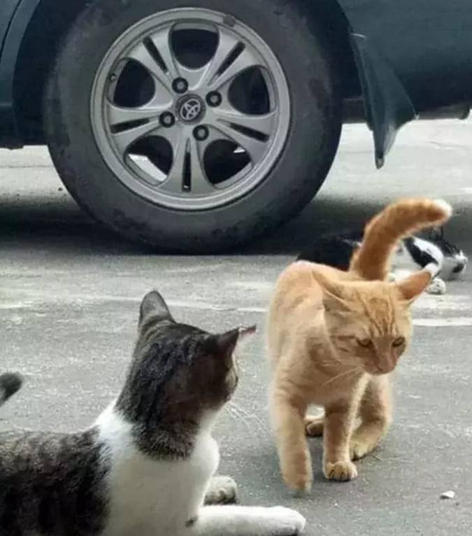 小区狸花猫挑衅过路橘猫，却被橘猫“一招”制服，狸花猫表情亮了