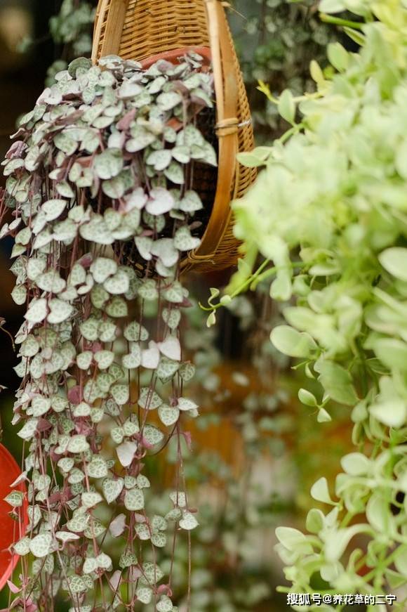 爱之蔓花栽培 53ad3267a57c43e68780d4bb74836219.jpeg