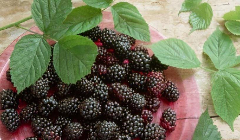 生桑葚能吃吗 0453a456be1e4a8c903bcd9f7f1c77b9.jpeg