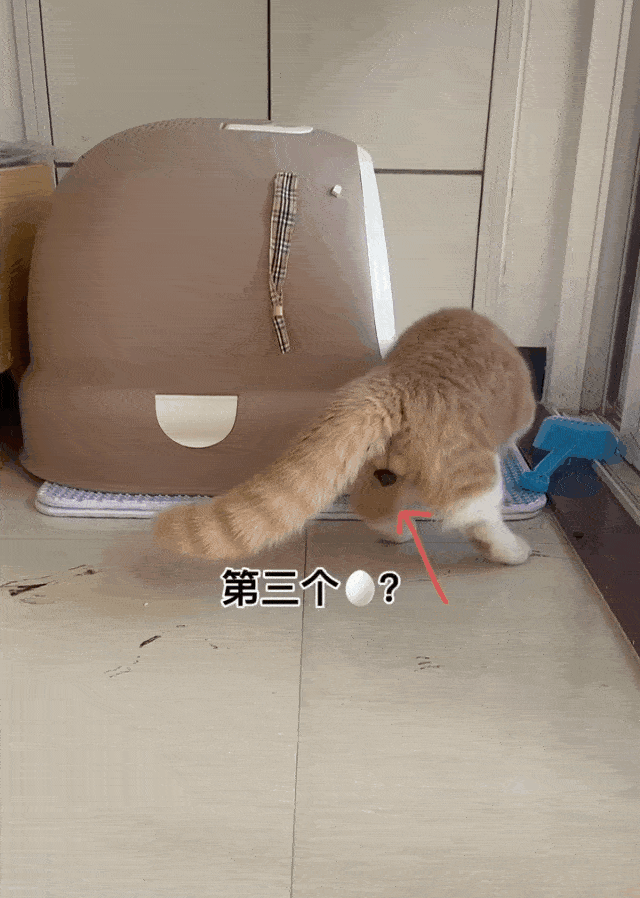 真忍猫咪究竟能有多丑？看完我窒息了！抱歉，我真的吸不下去...