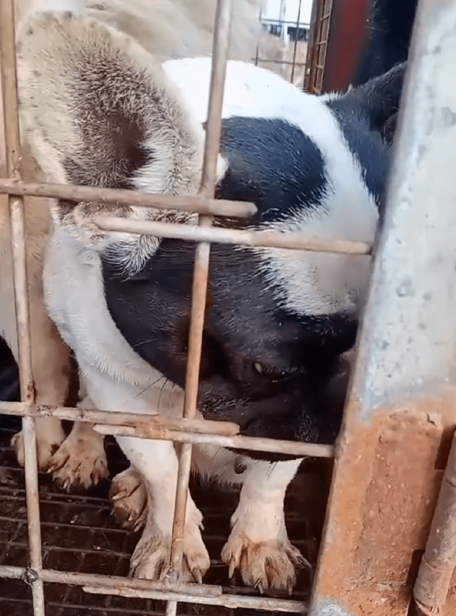 15只宠物狗全上狗肉车,其中包括两只怀孕斗牛犬,狗贩:最多只能卖给你6