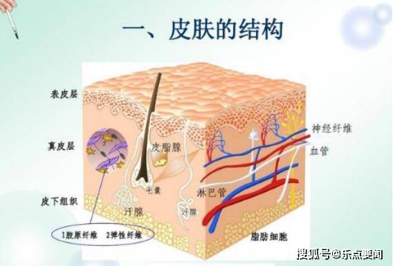 什么为什么人会长白头发？有什么办法可以补救白头发吗？