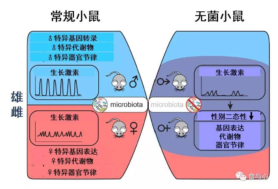 肠道|肠漏，你必须知道的热知识（三）