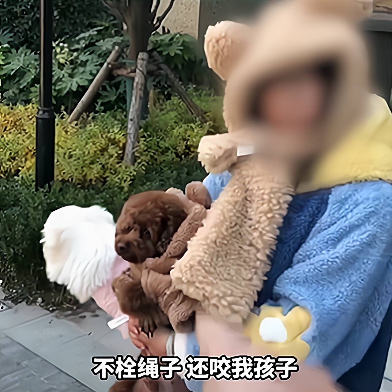 原創西安夫妻遛狗不拴繩撲咬孩子家長踹狗遭辱罵法律如何懲戒他們