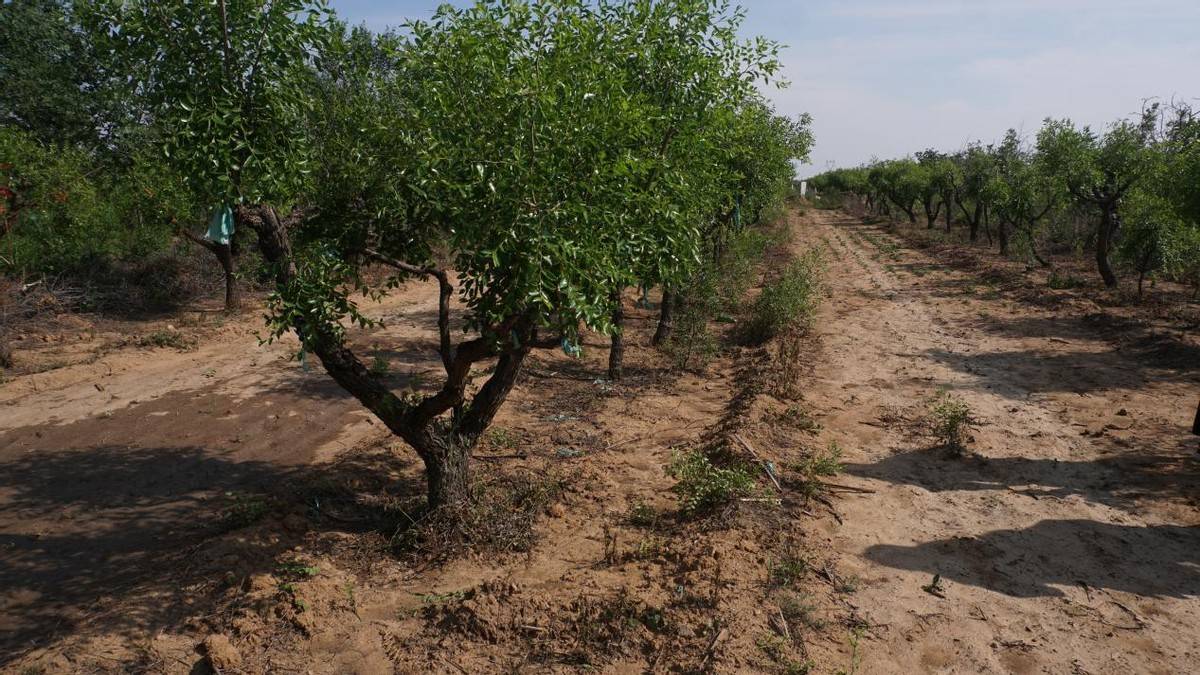 邢台市标准化酸枣种植基地 张琪供图邢台市以标准化种植为产业发展