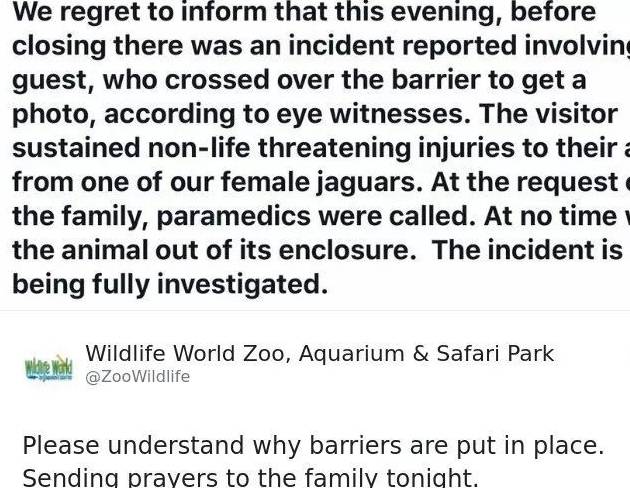 游客翻越围栏被美洲虎挠伤，园方表示动物没错，这锅人家不背