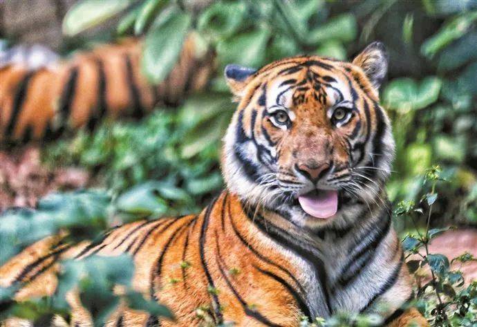 虎年将至一波萌虎表情包来袭