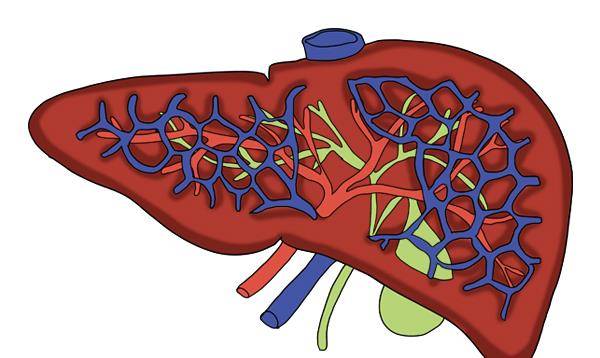 肝脏|三种伤肝的食材，也被称为肝病“加速器”，不少人经常吃，要忌口