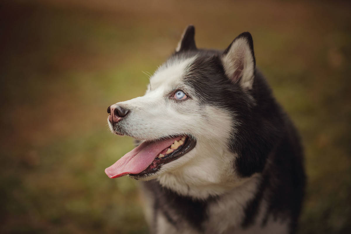 如何给狗狗打针教程 cbbef55075c14507924d4a6b15dc78a3.jpeg