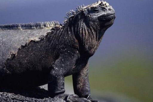 路乘风破浪,灭绝了鱼龙,重创蛇颈龙,最后又灭了金厨鲨(只用了10万年)