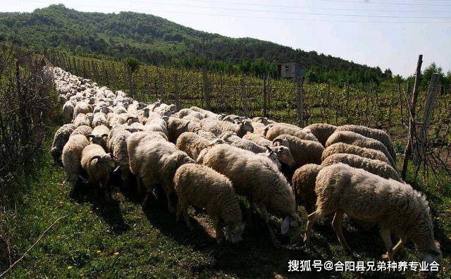 农村养羊好赚吗？ 养50只羊能赚多少钱？