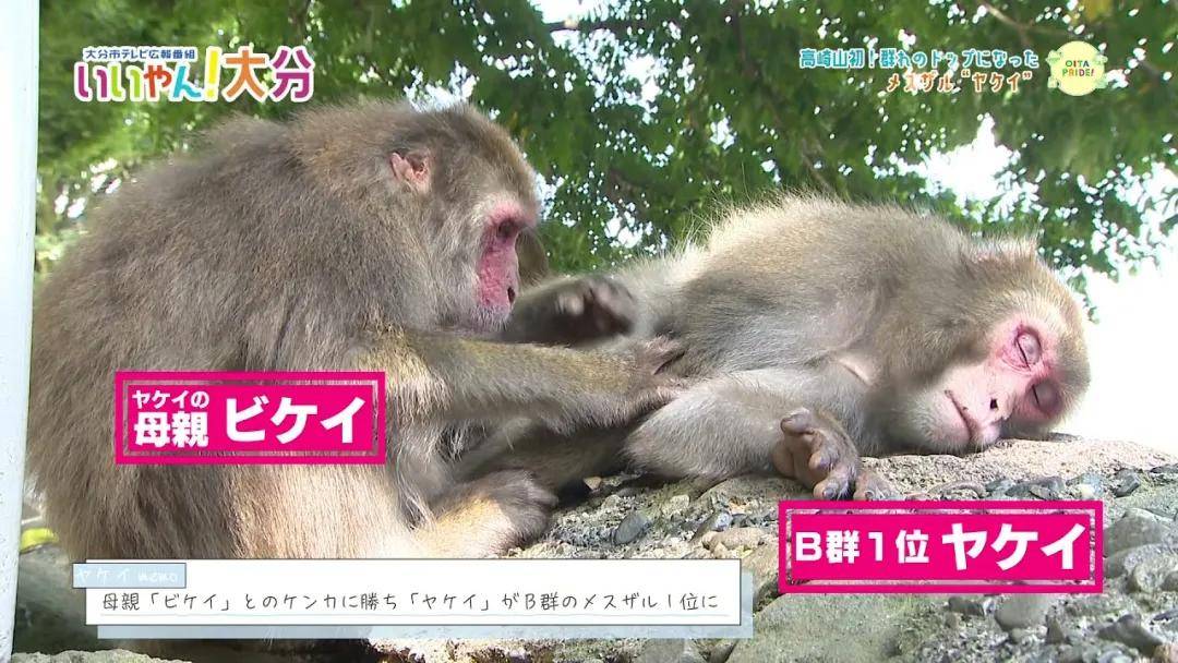 日本母猴王赤手空拳打败老猴王暴力夺权却沦陷三角恋地位岌岌可