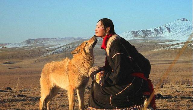 蒙古草原最感恩的狼，暴雪天给恩人送野兔，牧民让它留宿蒙古包