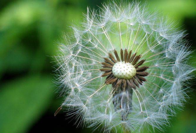 蒲公英的吃法有哪些 bdf1b1acc5ea4b8a883f5dbf1353ba1f.jpeg