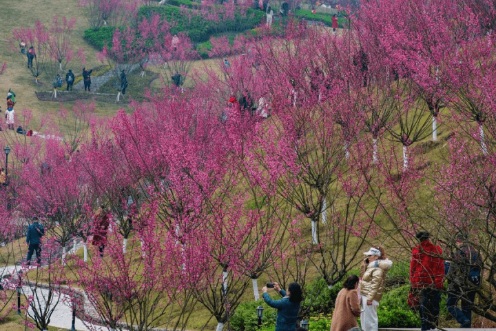 居民|沙坪坝：践行人民城市理念 让城市变得更美好