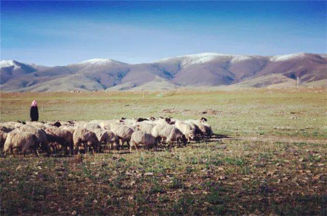 苏武牧羊的北海是现今哪个地方 d5647f06dc3e499b9e645a0da0659e84.jpeg