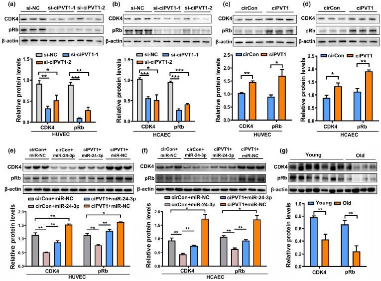 一区，IF=9.3|云序客户Aging Cell揭示circRNA调控内皮细胞衰老的分子机制