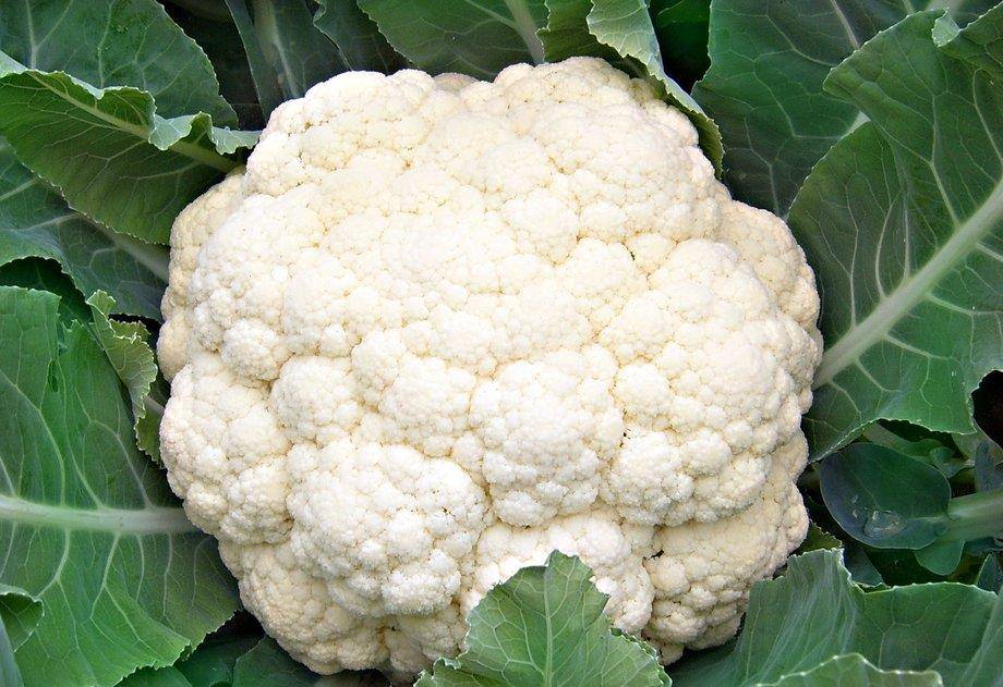 女性不想被人说老 坚持常吃4种食物 润肠通便 改善血液循环 茄子 花椰菜 流感