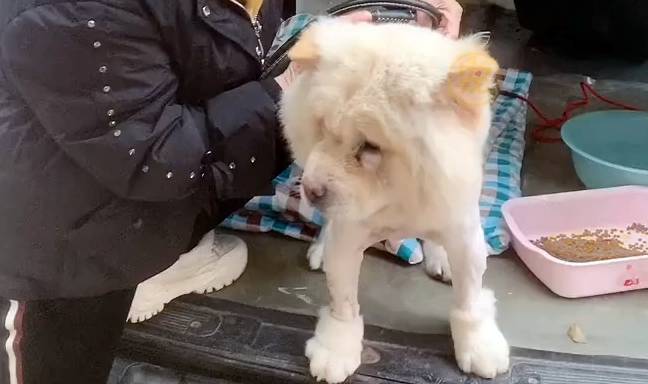 狗为啥喜欢叼牵引绳 12006c543e4a4c46b76e0a4b70ab3db5.jpeg