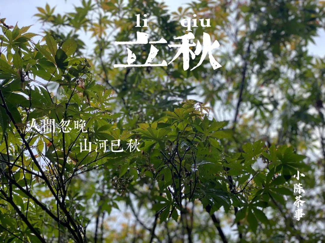 荻花秋 白居易笔下的初秋风景 兼具春白茶与秋白茶的风韵 白露 叶片 温度