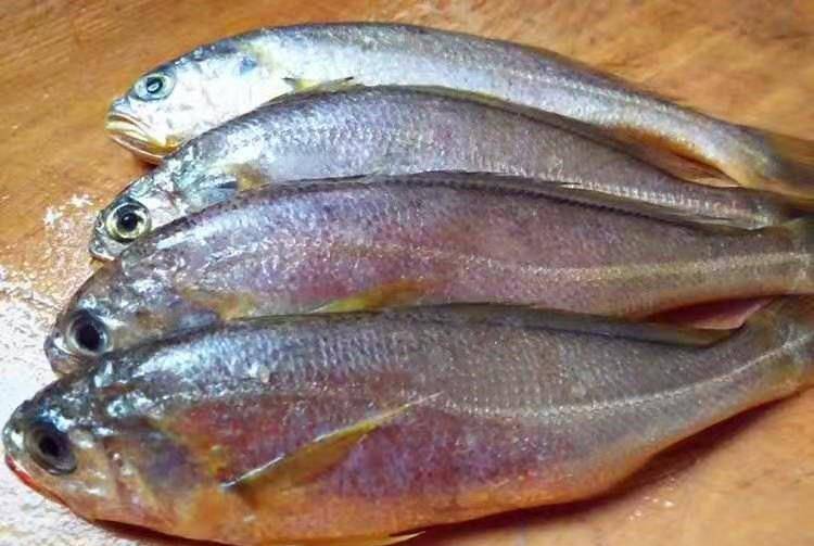 哪里买正宗黄花鱼 5a67ba0ced094f5f99b0a0f89b5db788.jpeg