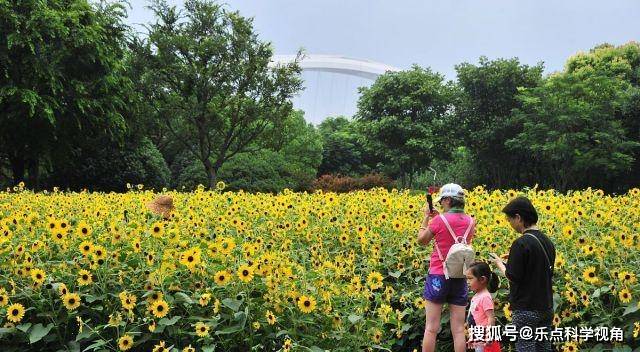 上海 这里的花开了 再不去就晚了 错过需再等一年 向日葵 南园 的花海