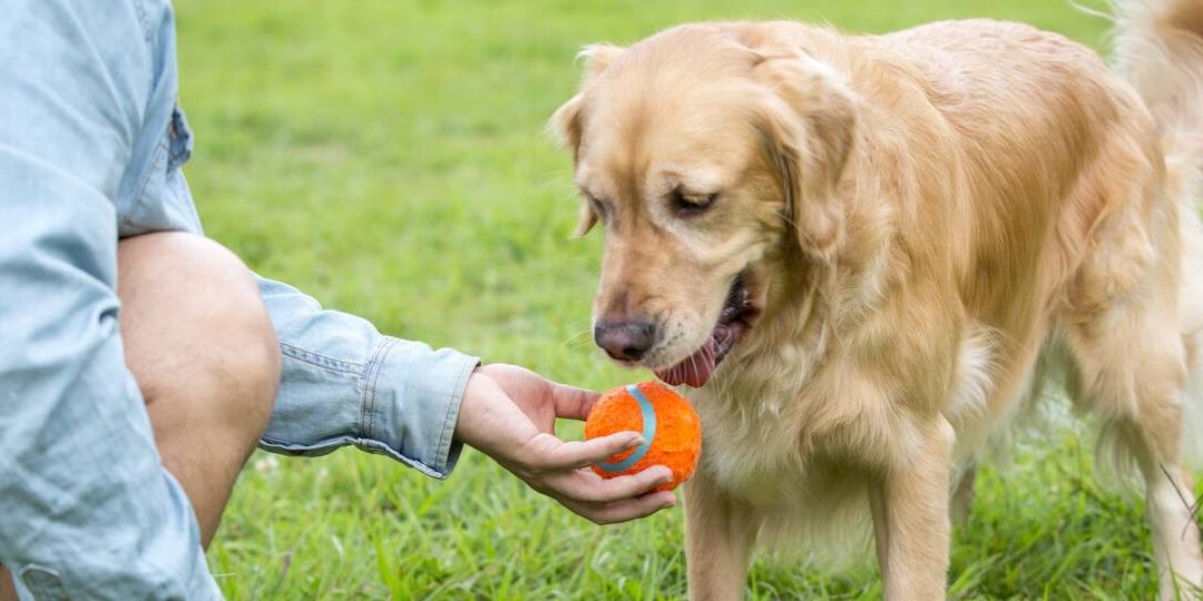 陌生人|最容易“被拐”的6种狗,一只鸡腿就搞定!