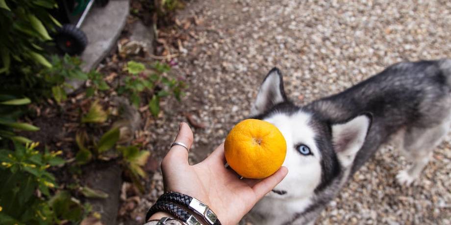 陌生人|最容易“被拐”的6种狗,一只鸡腿就搞定!