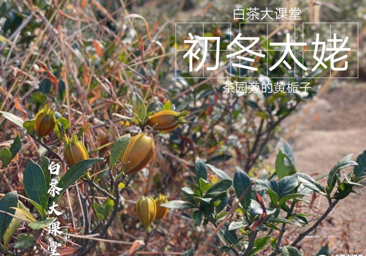 啥时间种小豆 b11f95ab136d4872b74749537b75edad.jpeg