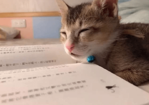 怎么看小猫的眼型 898a42e9d852408c866c29007e5eac61.png