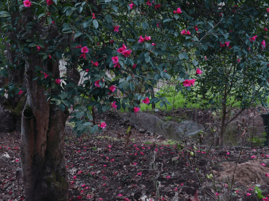 冬日|【和睦花开】马站乡和睦村——冬日里的一抹红光