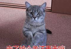 玩具|没想到一只猫，竟然可以“无耻”到这种程度！
