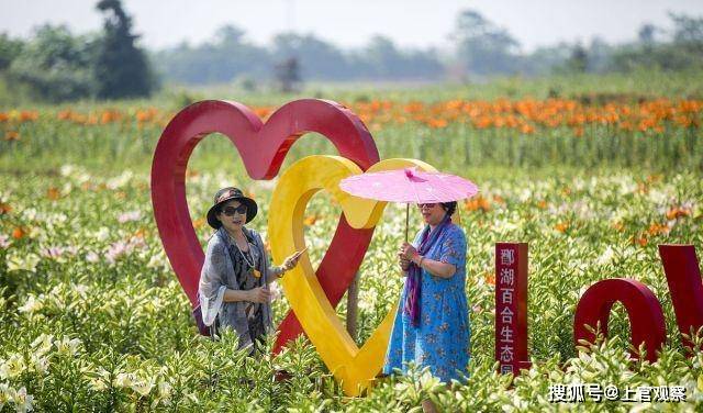 江西九江：鄱阳湖畔七彩百合花开吸引游人观赏