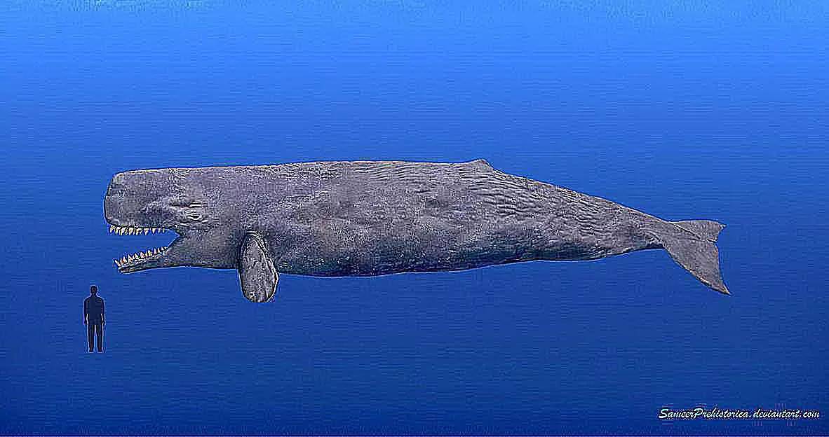 远古鲸鱼巨鲸图片