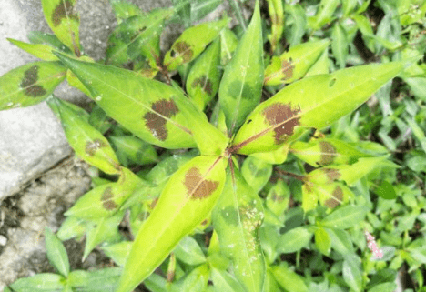 辣蓼草可以吃吗 5c4fc4b4688f4c088c112149b8c39d91.png