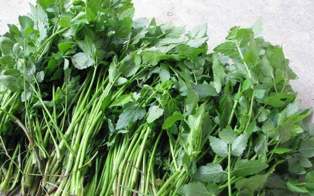 绿叶菜的营养价值及功效 9c37fb64e6af4aaa8d51774b6d979984.jpeg