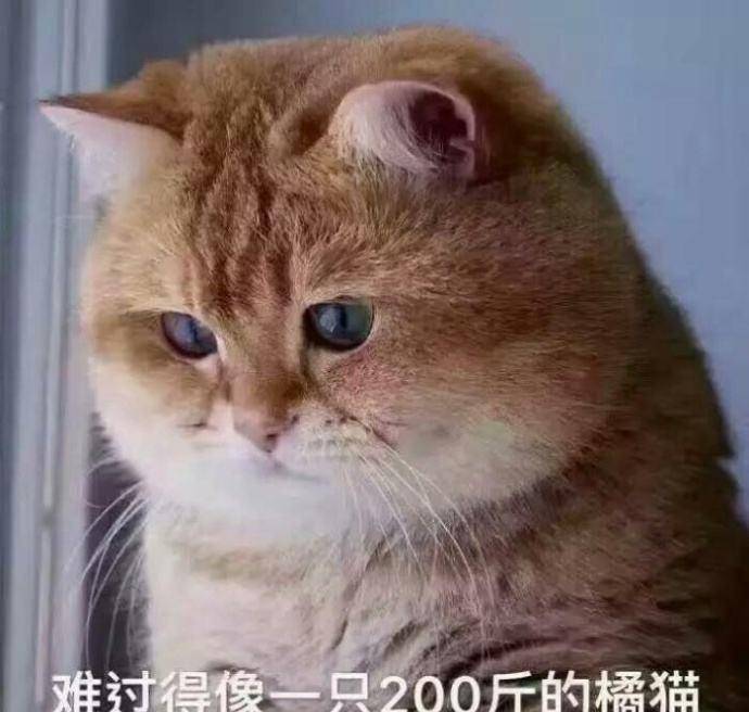 漂亮|养猫的10大“害处”，看完还敢养的，都是真爱