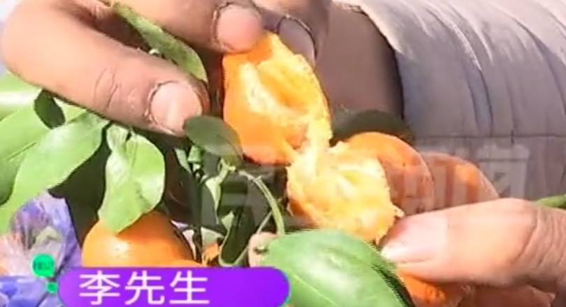 河南一男子2580买一车砂糖桔 剥开不能吃 商家 他抢着买拦不住 李先生 批发 桔子