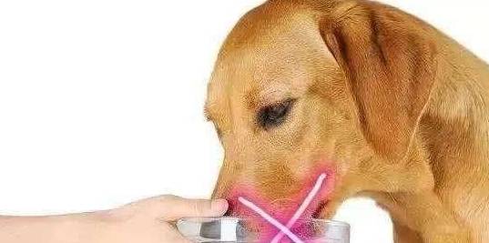 做法|饲养狗狗,这些做法对狗狗的伤害很大,很多饲主却还不知道!