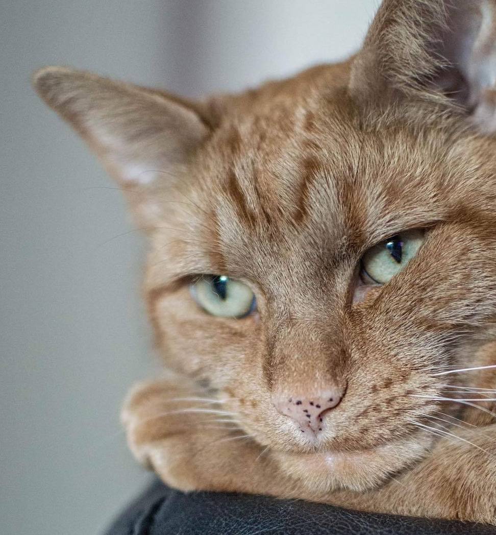 猫咪怎么才会让人抱 dac69c1108f34dad827569dc298a177b.jpeg