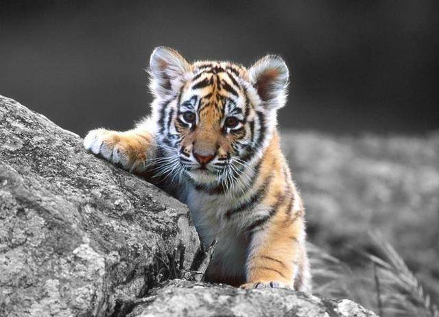 虎年行大运,强推5本主角是老虎的网络小说,祝你虎虎生风