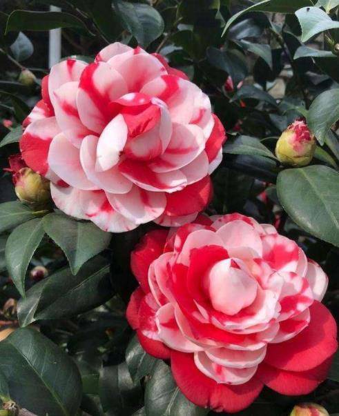 养茶花4件事做错了 难怪花苞一个接着一个掉 注意避开开花旺 原土 花友 种植