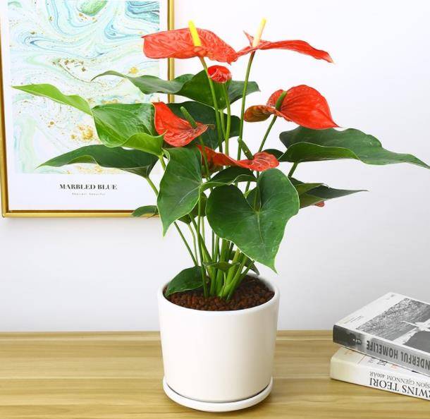 春节前后养盆红掌花 吉祥喜庆真红火 红花绿叶值得拥有 植株 养护 叶片