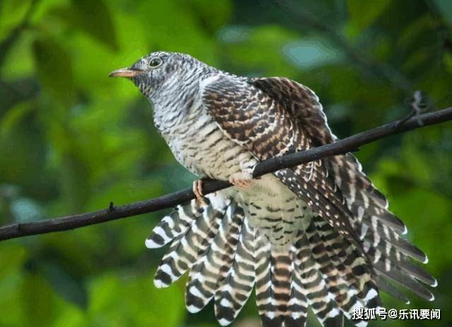 原創杜鵑鳥詮釋了鳩佔鵲巢的定義鳥中敗類可不是白叫的