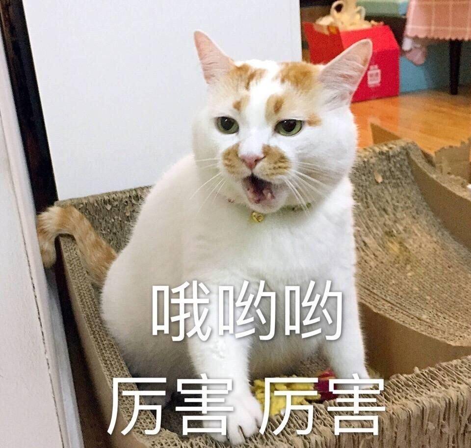 猫咪公认“最不臭”的猫，几个月不洗澡，身上也是香香的