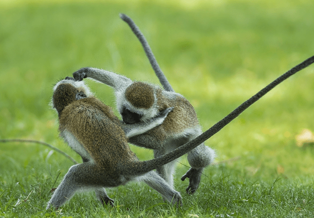 财运降临福气到来属猴人在虎年运势得到扭转事业发展顺顺利利