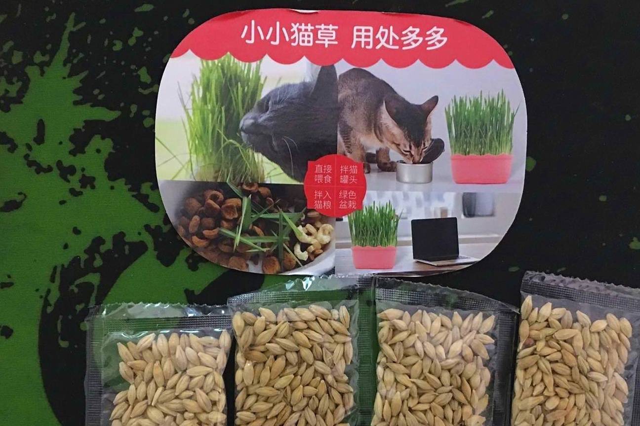 猫咪|原来猫草就是小麦苗，猫咪适当吃草健身，过度吃草伤身